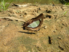 Polyura