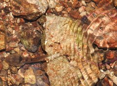 Metrocoris lituratus