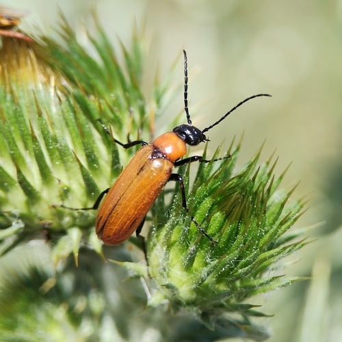 Zonitis immaculata