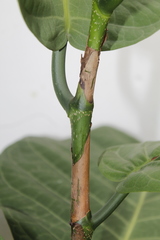 Coccoloba caracasana
