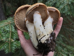 Phlegmacium variosimile