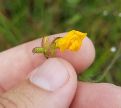 Chapmannia floridana