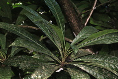 Erythrochiton gymnanthus image