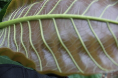 Coccoloba caracasana