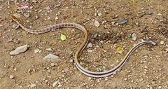 Coelognathus helena