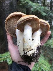 Phlegmacium variosimile