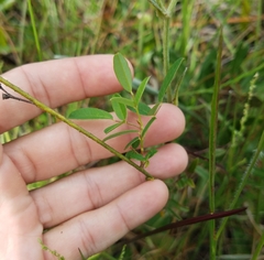 Chapmannia floridana