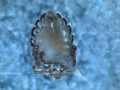 Anoplura