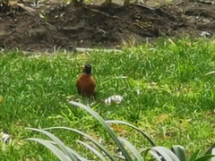 Turdus migratorius