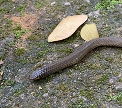 Uropeltis