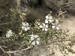 Leptospermum coriaceum