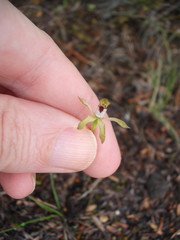 Caladenia atradenia