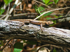Sceloporus undulatus