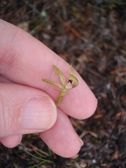 Caladenia atradenia