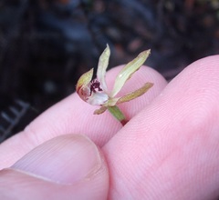 Caladenia atradenia