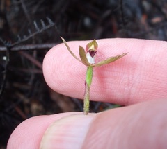 Caladenia atradenia