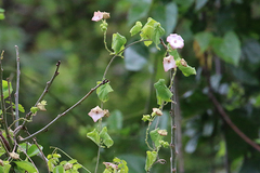Polystemma guatemalense