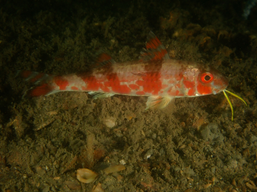 Bar-tailed goatfish (Upeneus japonicus) — Mullidae — 4
