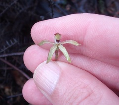Caladenia atradenia