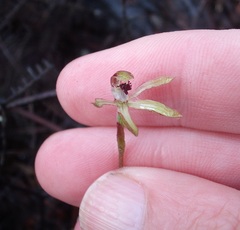 Caladenia atradenia