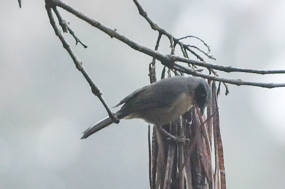 Black-eared Hemispingus (Sphenopsis melanotis), photo 3