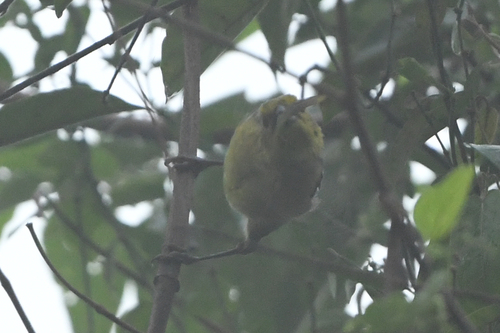 Yellow-headed Brushfinch (Atlapetes flaviceps), photo 9