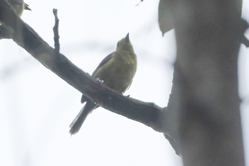 Yellow-headed Brushfinch (Atlapetes flaviceps), photo 10