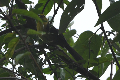 Yellow-headed Brushfinch (Atlapetes flaviceps), photo 4