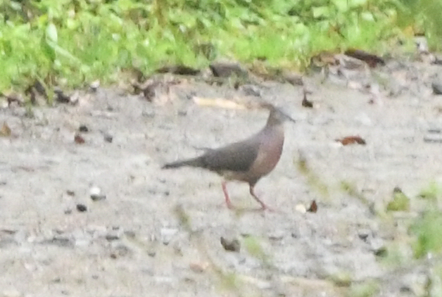Tolima Dove (Leptotila conoveri), photo 7