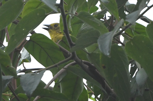 Yellow-headed Brushfinch (Atlapetes flaviceps), photo 8
