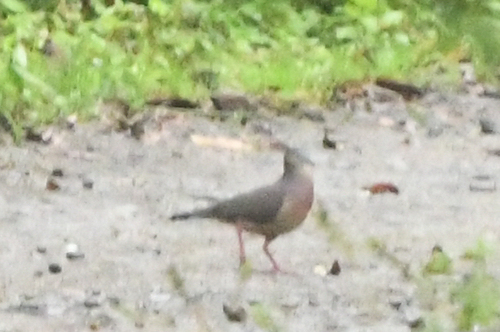Tolima Dove (Leptotila conoveri), photo 10