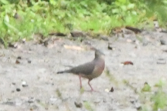 Tolima Dove (Leptotila conoveri), photo 6