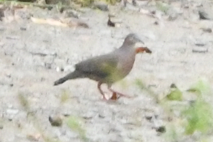 Tolima Dove (Leptotila conoveri), photo 4