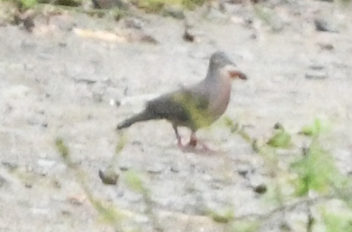 Tolima Dove (Leptotila conoveri), photo 5