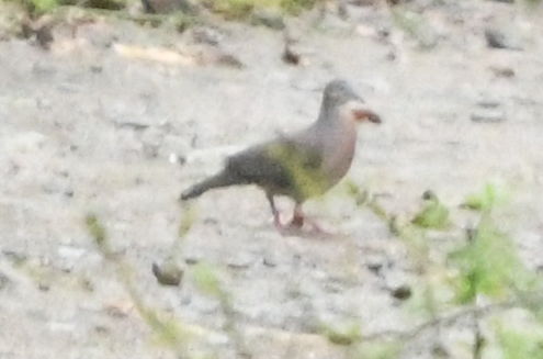 Tolima Dove (Leptotila conoveri), photo 5