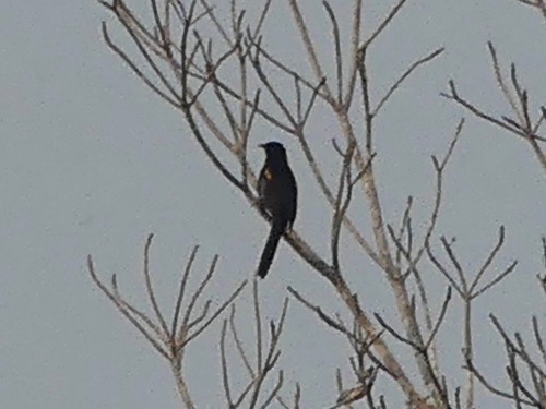 Epaulet Oriole (Icterus cayanensis), photo 9