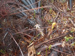 Caladenia atradenia