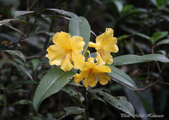 Rhododendron javanicum