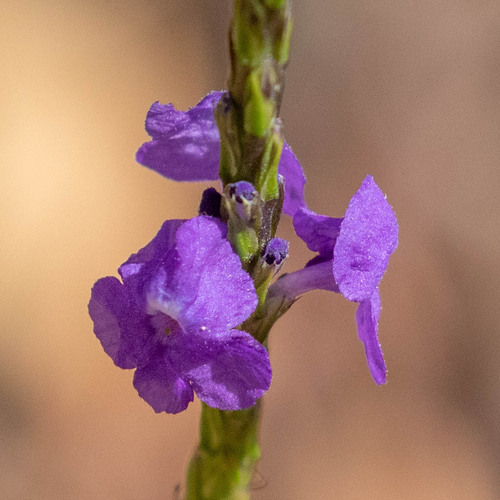 Stachytarpheta cayennensis observed 2025-07-05
