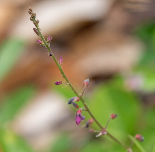 Desmodium incanum observed 2025-07-05