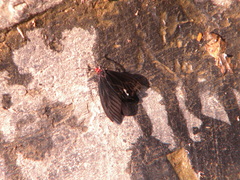 Gynautocera
