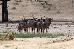 Connochaetes taurinus johnstoni