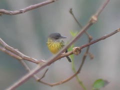 Todirostrum maculatum