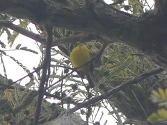 Todirostrum chrysocrotaphum