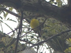 Todirostrum chrysocrotaphum