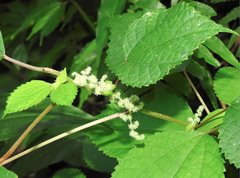 Boehmeria nivea
