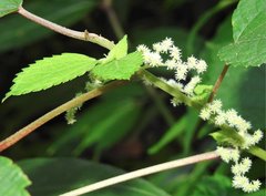 Boehmeria nivea