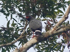 Buteogallus schistaceus