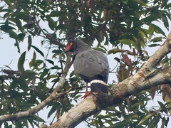 Buteogallus schistaceus