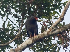 Buteogallus schistaceus